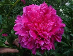 Papaver - növekvő magvak, növények és gondozás a nyílt terepen
