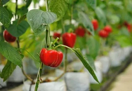 Pepper termesztés és karbantartási az üvegházban, videók és képek (bors) Pepper termesztés és karbantartási az üvegházban, videók és fotók