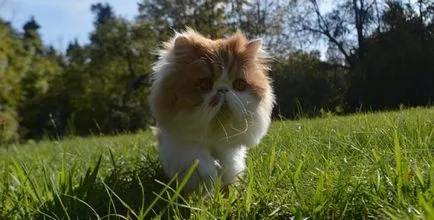 Perzsa macska karakter jellemzői a fajta, érdekes tényeket (cat) Perzsa macska karakter jellemzői a fajta, érdekességek
