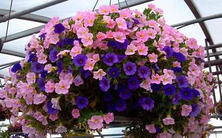 Petunia surfiniya a legjobb fajták, ültetés és gondozás