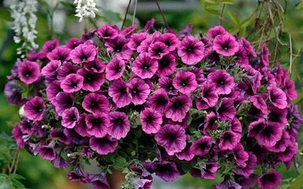 Petunia surfiniya a legjobb fajták, ültetés és gondozás