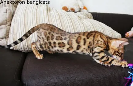 Tenyészet bengáli macskák bengáli macskák, az ár a bengáli macskák Cseljabinszk (óvoda) Tenyészet bengáli macskák bengáli macskák, az ár a bengáli macskák Cseljabinszk