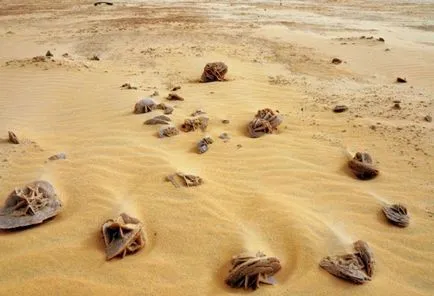 Sandy Desert Rose - a legszokatlanabb természeti képződmények - a tenger tények