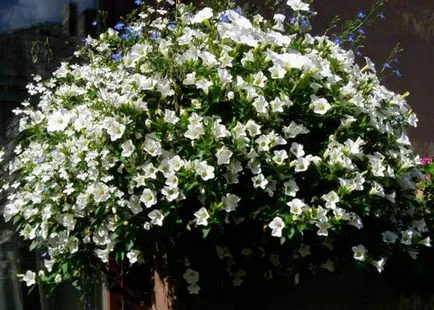 Petunia surfiniya a legjobb fajták, ültetés és gondozás