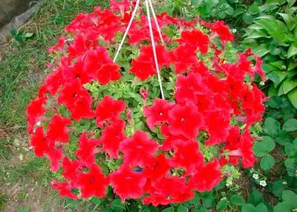Petunia surfiniya a legjobb fajták, ültetés és gondozás