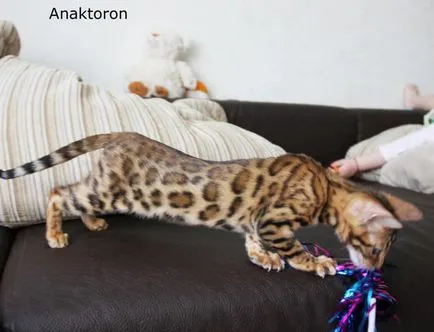 Tenyészet bengáli macskák bengáli macskák, az ár a bengáli macskák Cseljabinszk (óvoda) Tenyészet bengáli macskák bengáli macskák, az ár a bengáli macskák Cseljabinszk