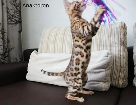 Tenyészet bengáli macskák bengáli macskák, az ár a bengáli macskák Cseljabinszk (macska) Tenyészet bengáli macskák bengáli macskák, az ár a bengáli macskák Cseljabinszk