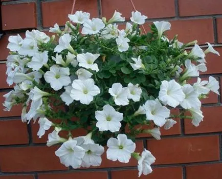 Petunia surfiniya a legjobb fajták, ültetés és gondozás