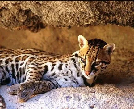 Tenyészet bengáli macskák Bengasi - Bengasi bengáli macskák, kiscicák eladó Rjazanyi (bengáli) Tenyészet bengáli macskák Bengasi - Bengasi bengáli macskák, kiscicák eladó Ryazan