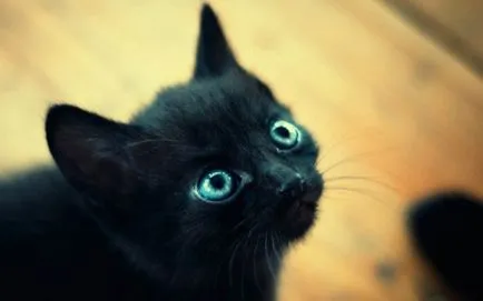 Miért cica meows