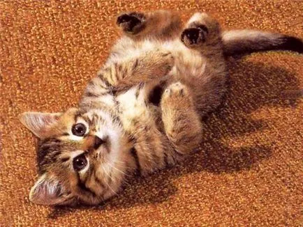 Miért cica meows