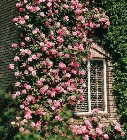 Hegymászás rózsa a táj design fotó