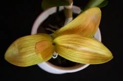 Miért levelek sárgulnak orchideák, amelyek okozhatnak sárgulnak alacsonyabb a transzplantációs, hogyan kell menteni