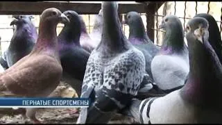 Postagalambok fotó, meghatározva, hová menjen