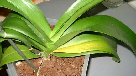 Miért levelek sárgulnak orchidea a betegség és annak kezelése