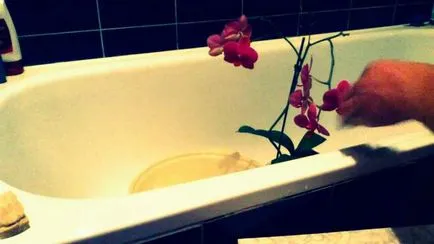 Miért levelek sárgulnak orchidea a betegség és annak kezelése
