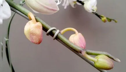 Miért orchideák kiszáradnak szűk rügyek és virágok ősszel (kiszáradni) Miért orchideák kiszáradnak feszes bimbók és virágok ősszel