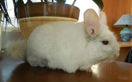 miért csincsilla