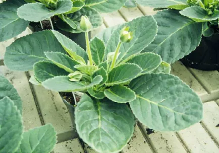 Miért csuporka megfeketedik és száraz rügyek (csuporka) Miért csuporka megfeketedik és száraz rügyek