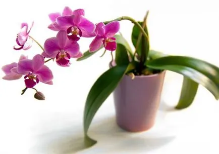 Miért levelek sárgulnak orchideák, amelyek okozhatnak sárgulnak alacsonyabb a transzplantációs, hogyan kell menteni