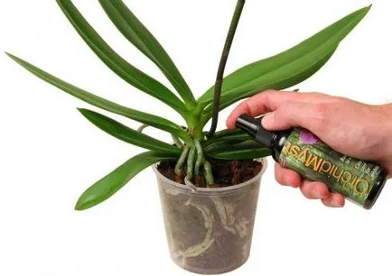 Miért levelek sárgulnak orchideák, amelyek okozhatnak sárgulnak alacsonyabb a transzplantációs, hogyan kell menteni