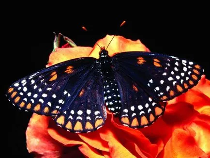 Miért nem tudok fogni lepkék miért nem elkapni lepkék