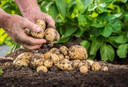Termékenyítő ültetés után a burgonya (burgonya) burgonya termékenyítő ültetés után