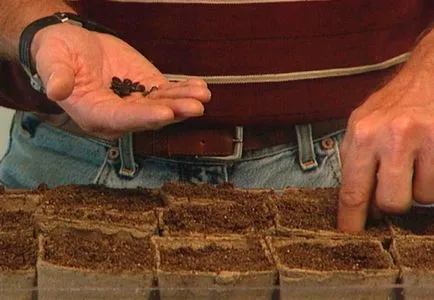 Részletes utasításokat, hogyan nőnek görögdinnye otthon