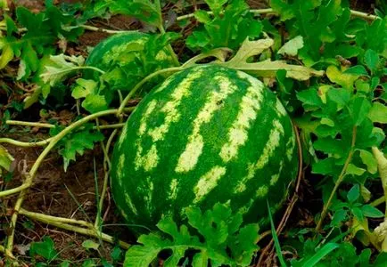 Részletes utasításokat, hogyan nőnek görögdinnye otthon