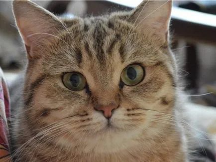 Csíkos macska szól elszíneződés cirmos (cat) Csíkos macska szól elszíneződés cirmos