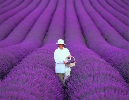 Az illóolajok használata a haj Lavender