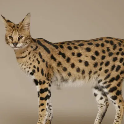 Cat szül szőrtelen fajta neve, 33 fényképek, videók
