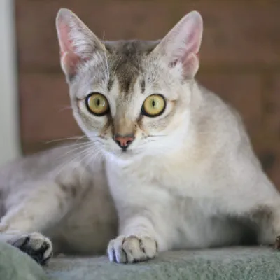 Cat szül szőrtelen fajta neve, 33 fényképek, videók