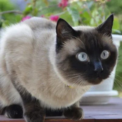 Cat szül szőrtelen fajta neve, 33 fényképek, videók