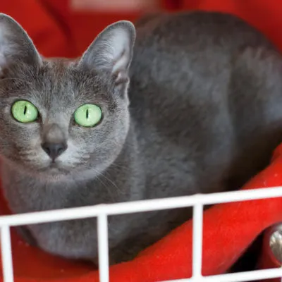 Cat szül szőrtelen fajta neve, 33 fényképek, videók