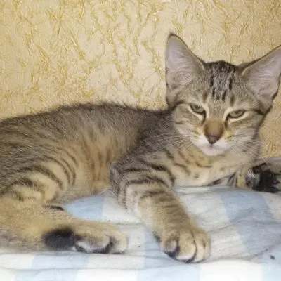 Cat szül szőrtelen fajta neve, 33 fényképek, videók