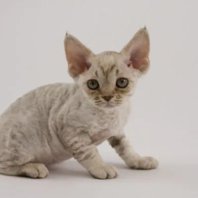 Cat szül szőrtelen fajta neve, 33 fényképek, videók