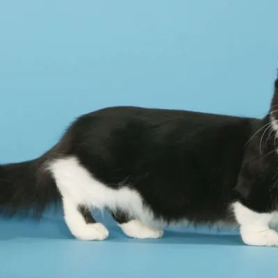 Cat szül szőrtelen fajta neve, 33 fényképek, videók