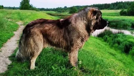Bullmasztiff kutya fajta - a karbantartás és gondozás