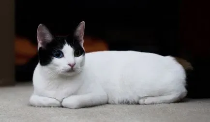 Breed fekete macska, a teljes és részletes jegyzékét (fotók)