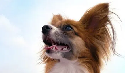 Papillon fajta kutya kép, fajta leírás, hozzávetőleges ár (Papillon) Papillon fajta kutya kép, fajta leírás, hozzávetőleges ár