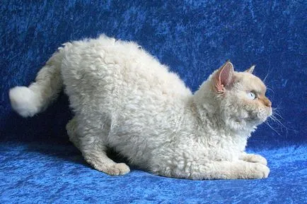 Cat szül szőrtelen fajta neve, 33 fényképek, videók