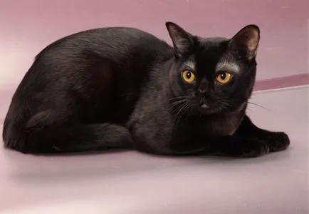 Cat szül szőrtelen fajta neve, 33 fényképek, videók
