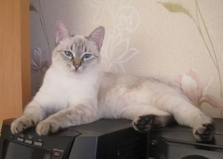 Cat szül szőrtelen fajta neve, 33 fényképek, videók