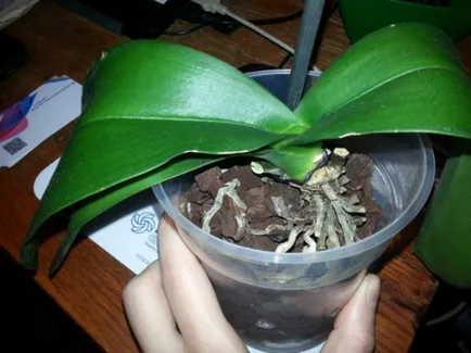 Lépésenkénti ojtási Phalaenopsis orchidea az otthoni, különösen a választás a pot és a talaj (transzplantációs) Lépcsőzetes transzplantációs phalaenopsis orchidea otthon, különösen a választás a pot és a talaj