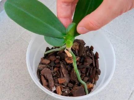 Lépésenkénti ojtási Phalaenopsis orchidea az otthoni, különösen a választás a pot és a talaj (orchidea) Lépcsőzetes transzplantációs phalaenopsis orchidea otthon, különösen a választás a pot és a talaj