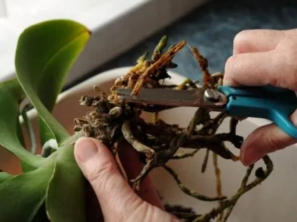 Lépésenkénti ojtási Phalaenopsis orchidea az otthoni, különösen a választás a pot és a talaj (Phalaenopsis) Lépcsőzetes transzplantációs phalaenopsis orchidea otthon, különösen a választás a pot és a talaj