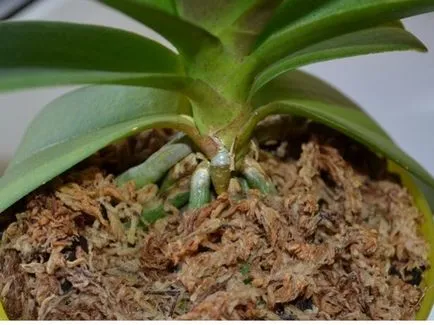Lépésenkénti ojtási Phalaenopsis orchidea az otthoni, különösen a választás a pot és a talaj (transzplantációs) Lépcsőzetes transzplantációs phalaenopsis orchidea otthon, különösen a választás a pot és a talaj