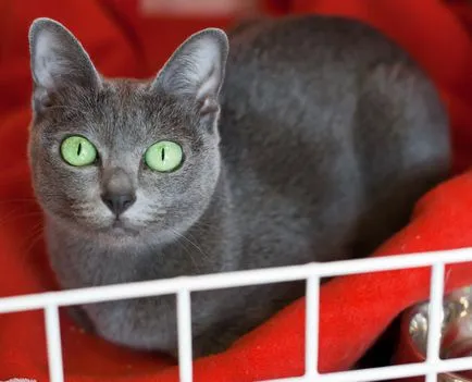 Cat szül szőrtelen fajta neve, 33 fényképek, videók
