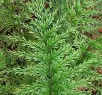 Ellátása tekintetében Asplenium Kostenets vagy otthon, tippek és trükkök